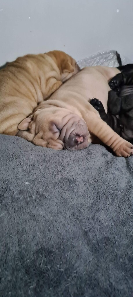 shar pei gumtree